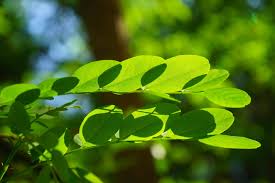 is moringa really good for you