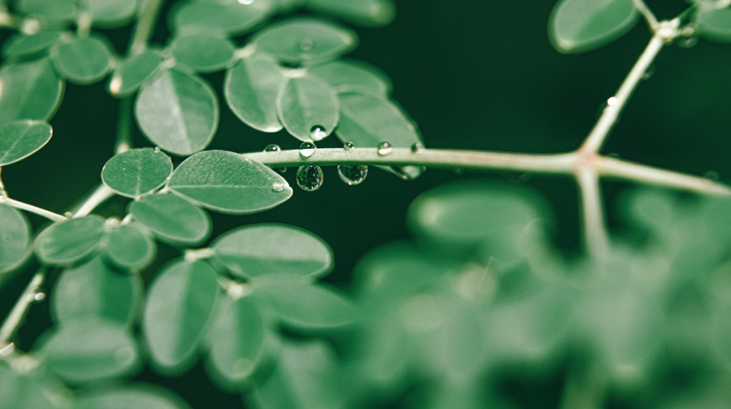 moringa leaves are very nutritious