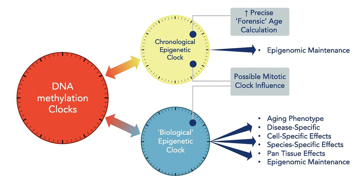 DNA-methylation-aging-clocks