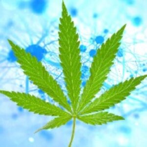buy-medical-marijuna-onlineUlBwLY9