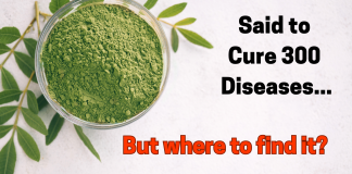 where to find bulk organic moringa powder online for USA