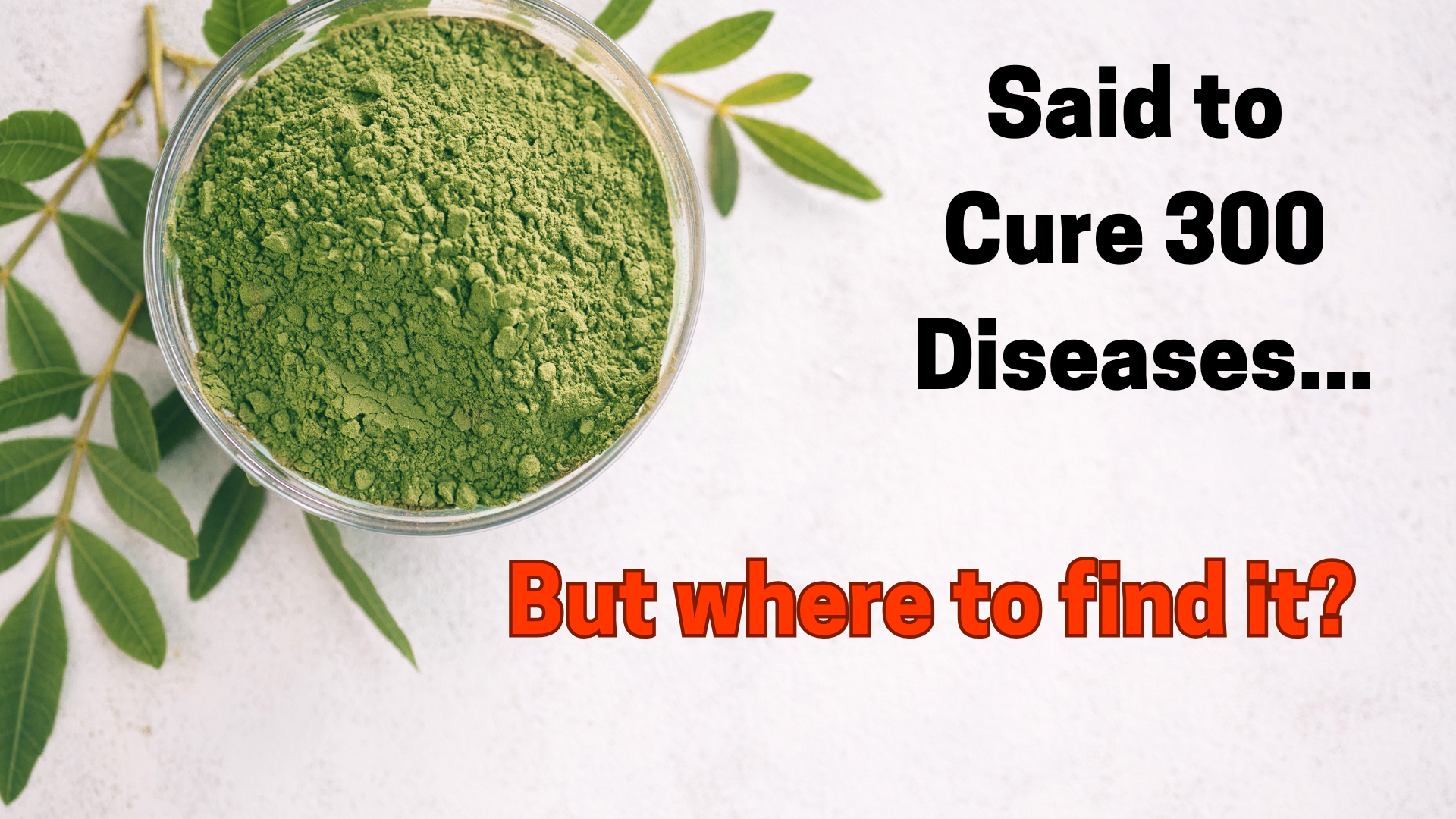 where to find moringa powder online for usa where to find bulk organic moringa powder online for USA
