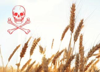 reasons to avoid wheat from the USA