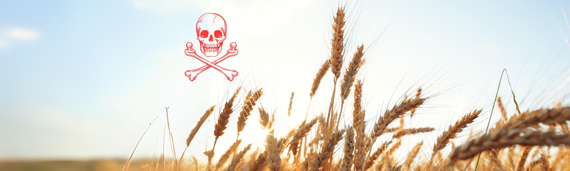 reasons to avoid wheat in 2024 reasons to avoid wheat from the USA