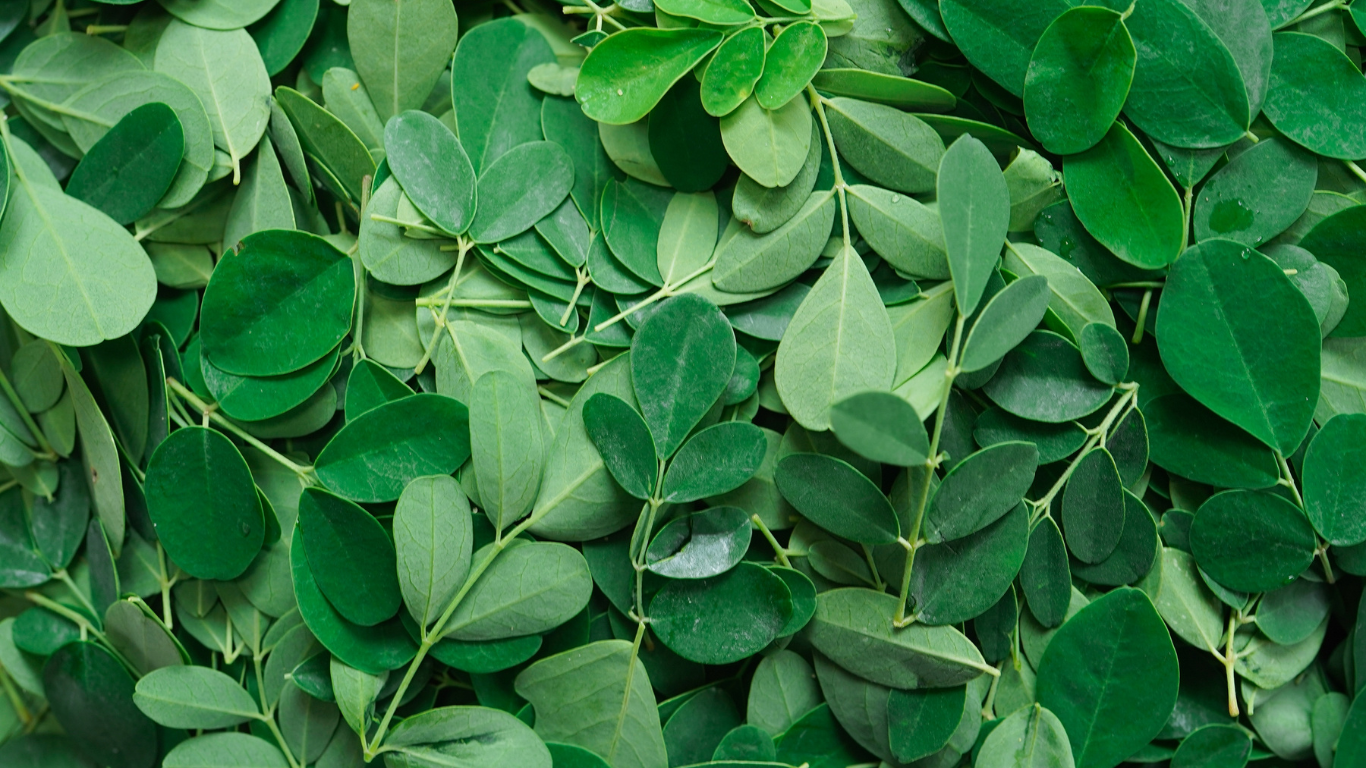 moringa-6
